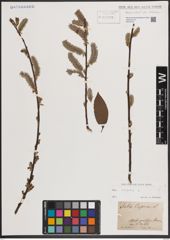 Foto von Salix caprea L.